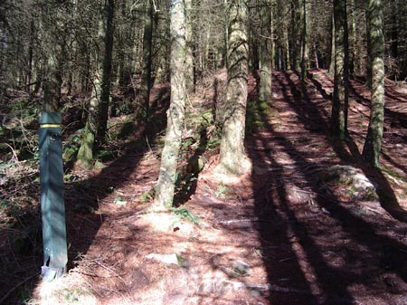 View of forest section on Screel Hill walk