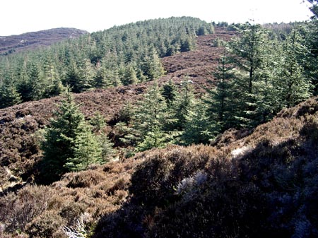 View along the heather ridge back to Screel