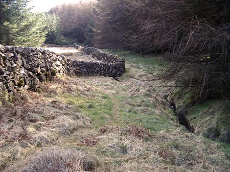 Screel to Bengairn (old route before the trees were felled)