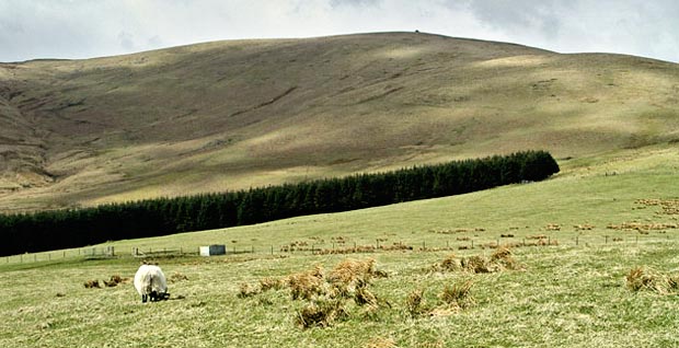 View looking back towards Cairnkinna from the track on the far side of the plantation