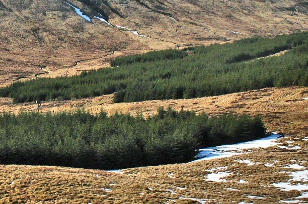 View from above the tree line on Moorbrock Hill back down the route we have come up from the vehicle track