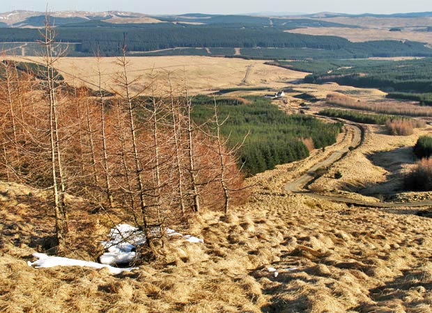 Gap in the trees which gives access to  the track to Moorbrock house